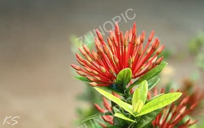 A scarlet bloom in close focus