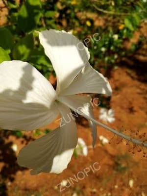 A white lily against dark foliage