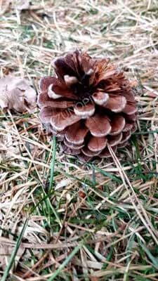 Frost on fallen pine cones