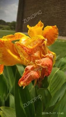 An orange iris opening